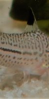 Corydoras-Franke.de