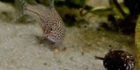 Corydoras-Franke.de