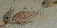 Corydoras-Franke.de