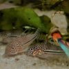 Corydoras-Franke.de