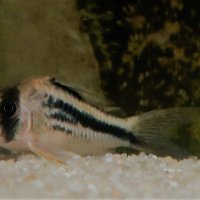 Corydoras-Franke.de