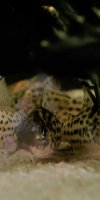 Corydoras-Franke.de