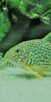 Corydoras-Franke.de