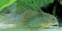 Corydoras-Franke.de
