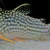 Corydoras-Franke.de