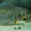 Corydoras-Franke.de
